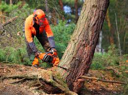 Best Emergency Tree Removal Services  in USA